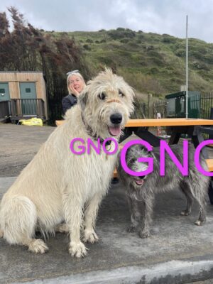 Irish Wolfhound
